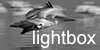 Lightbox